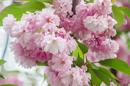 Background from pink sakura flowers in bloom on a tree in the su, a Nature Photo by TanaCh