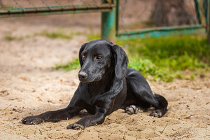 black Labrador retriever sitting on