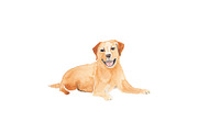 Watercolor Labrador Illustration, an Illustration by Foxery Digital (Thumbnail 2 of 2)