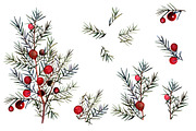 Watercolor juniper berries clipart, an Object Illustration by FleurArt (Thumbnail 4 of 6)