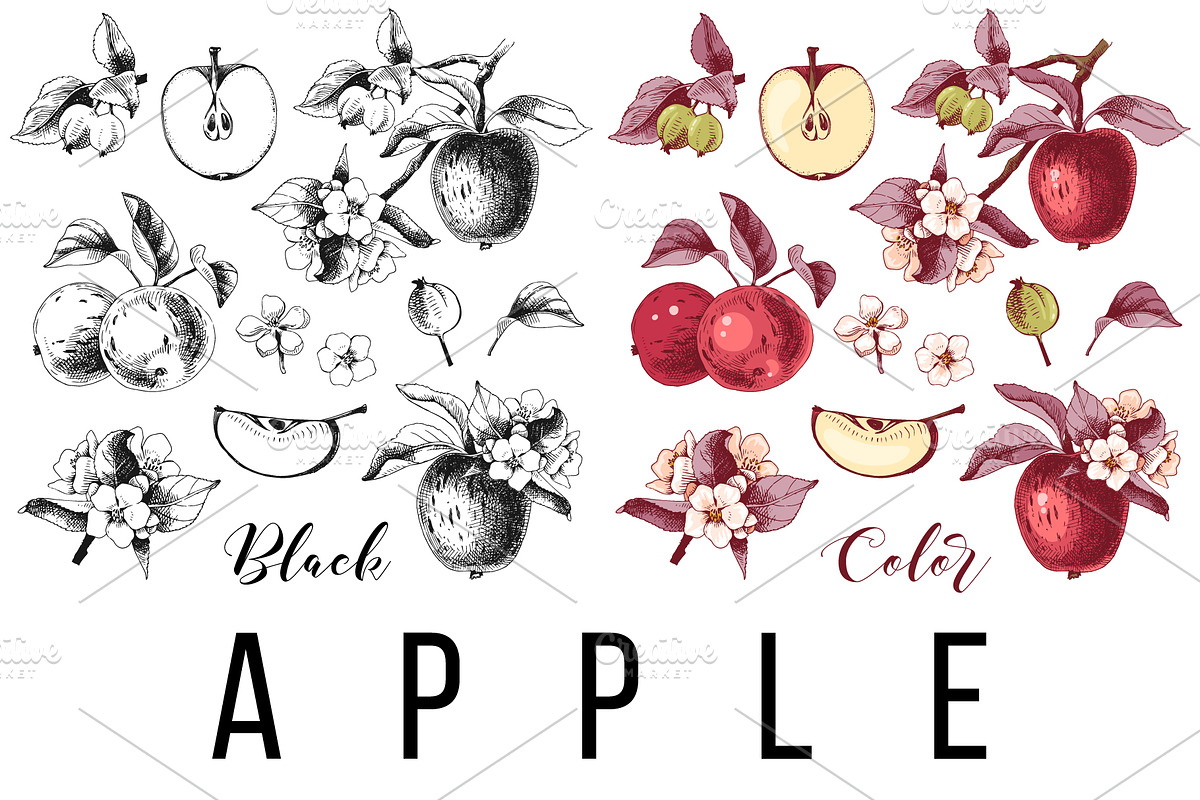 Fruit branches, a Food Illustration by handsketched (Photo 4 of 13)