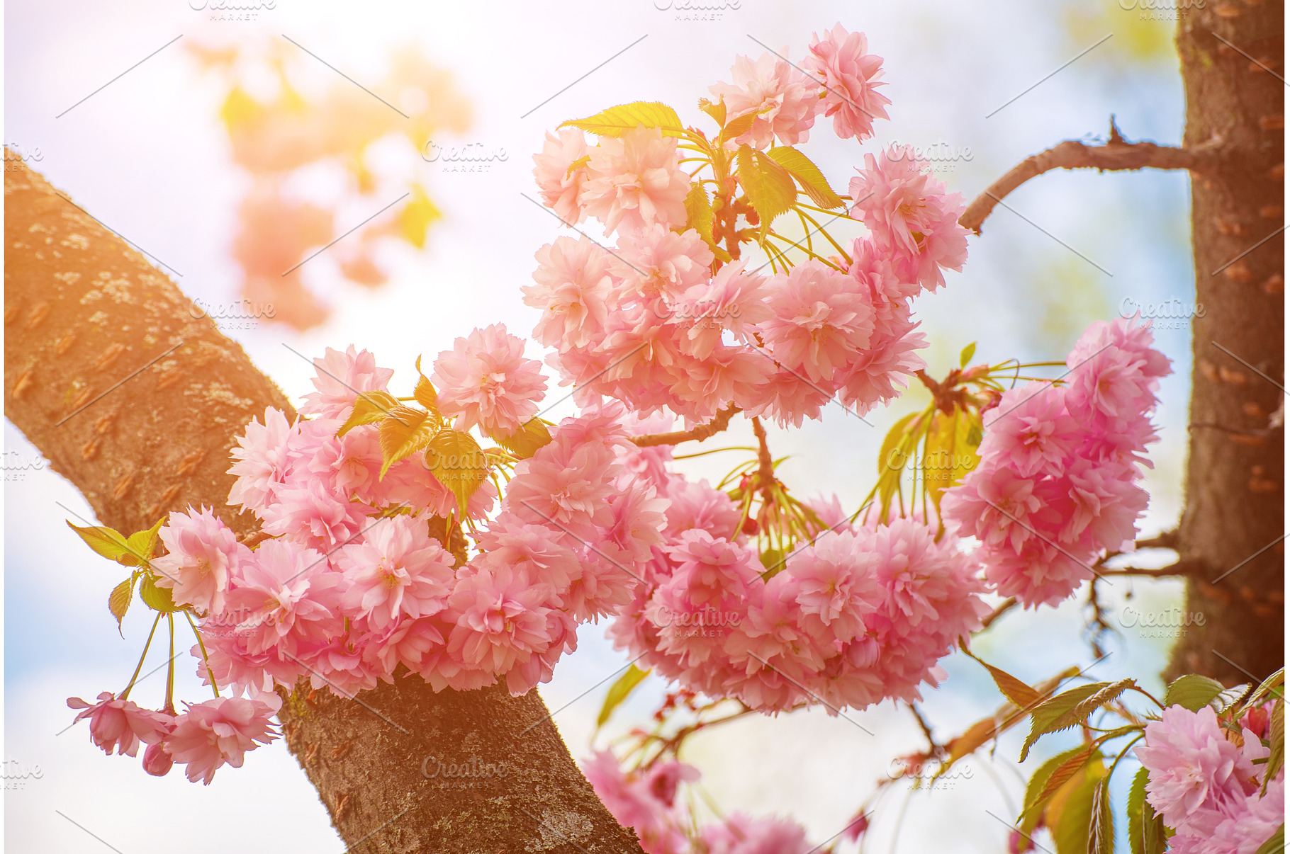 Sakura flowers blooming, spring, a Nature Photo by Nature and travel