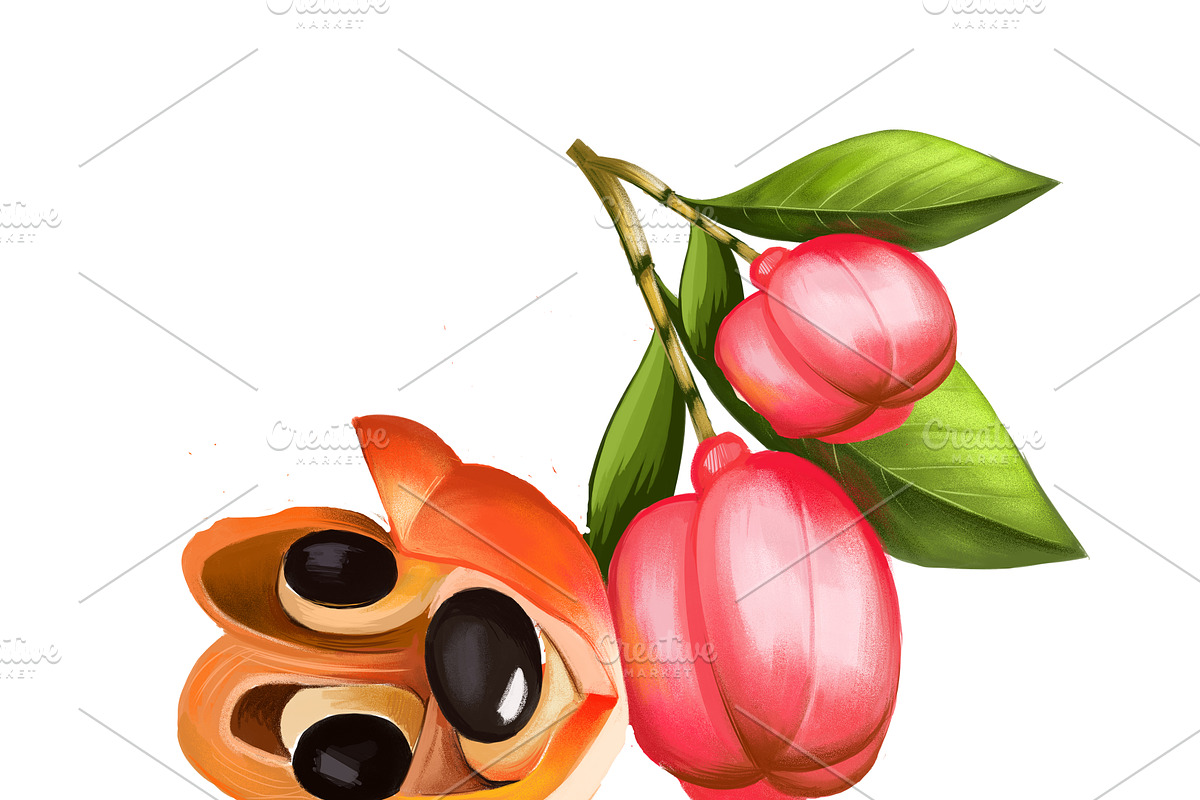Ackee Print, Jamaican Kitchen Art, a Food Illustration by Dneprstock (Photo 4 of 4)