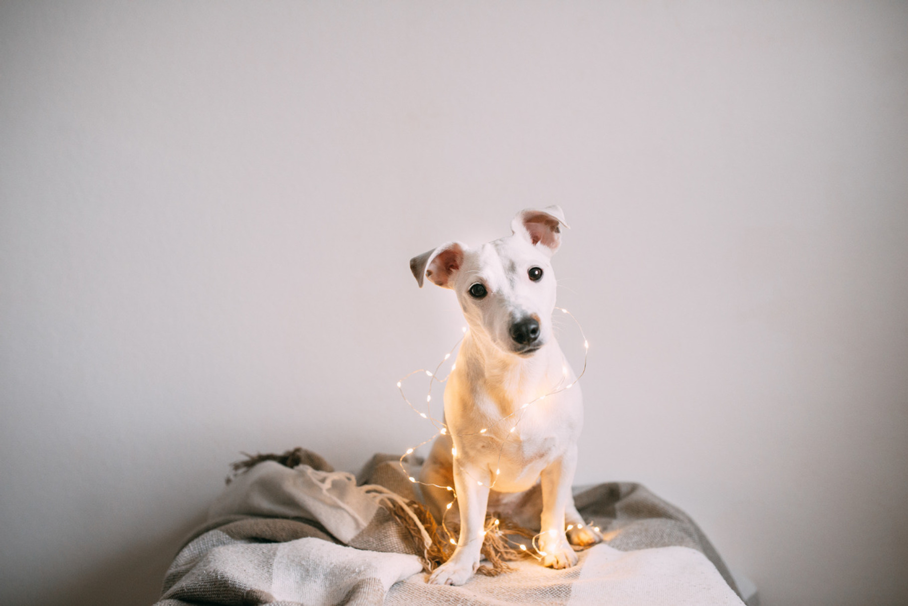 Puppy Christmas, a Photo by Trofimova Veronika