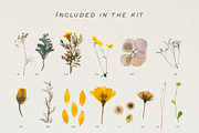 BUNDLE - Dry Flowers & Leaves, an Object Graphic by Sparrow & Snow (Thumbnail 4 of 28)