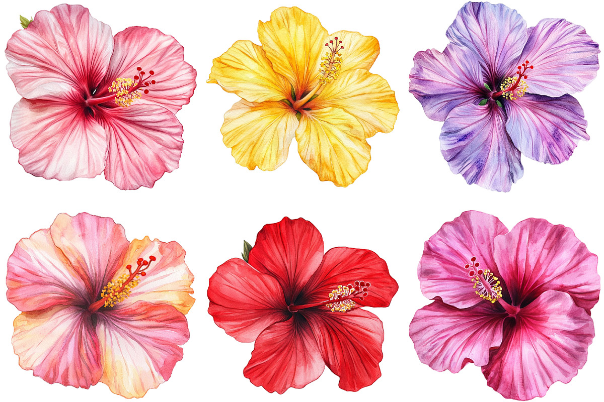 Hibiscus Flower Watercolor ClipArts, an Illustration by cherrydesign (Photo 3 of 3)