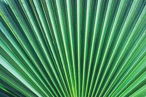 11 Palm Leaves Textures