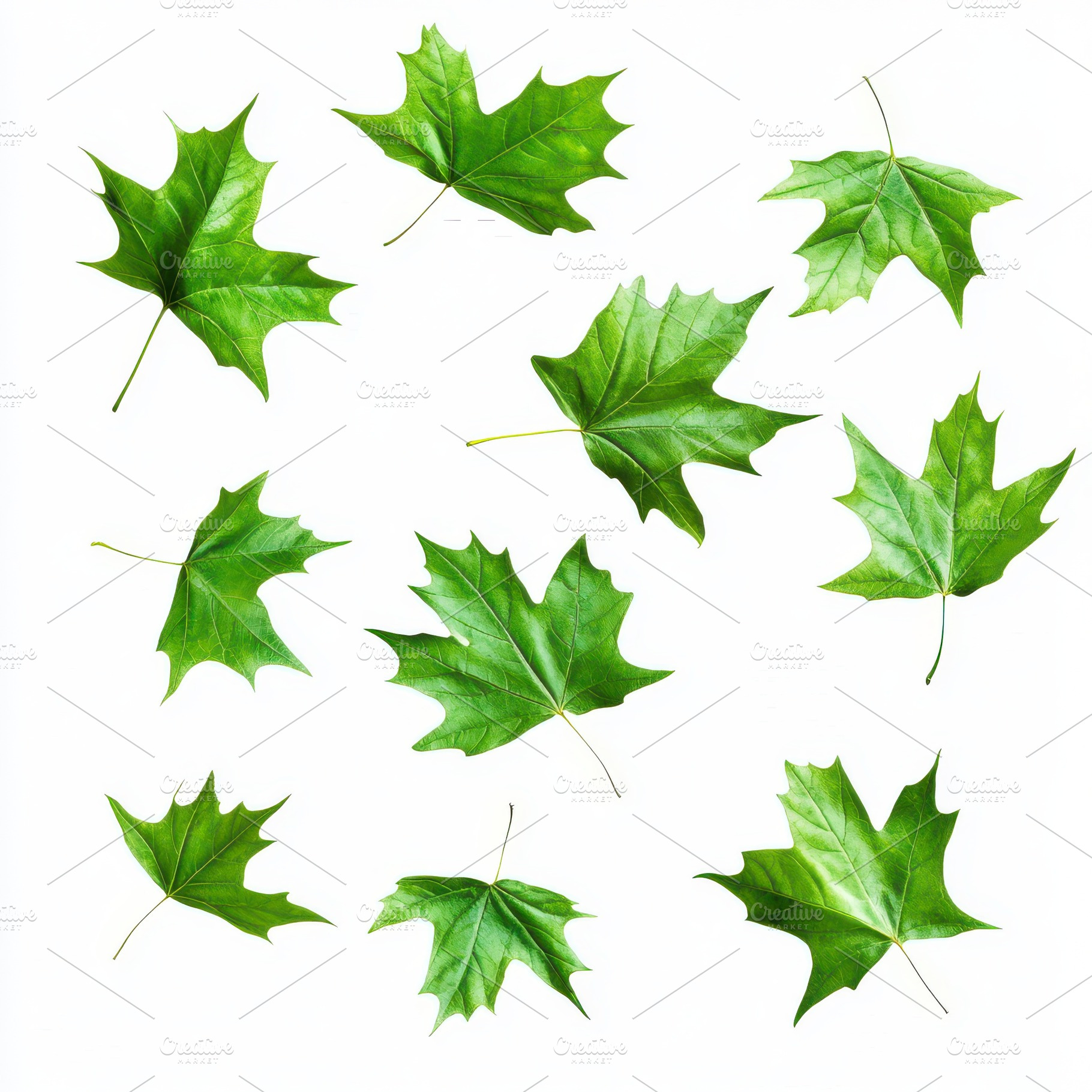 Green Maple Leaves Isolated on White, a Food & Drink Photo by Pixeness Studio