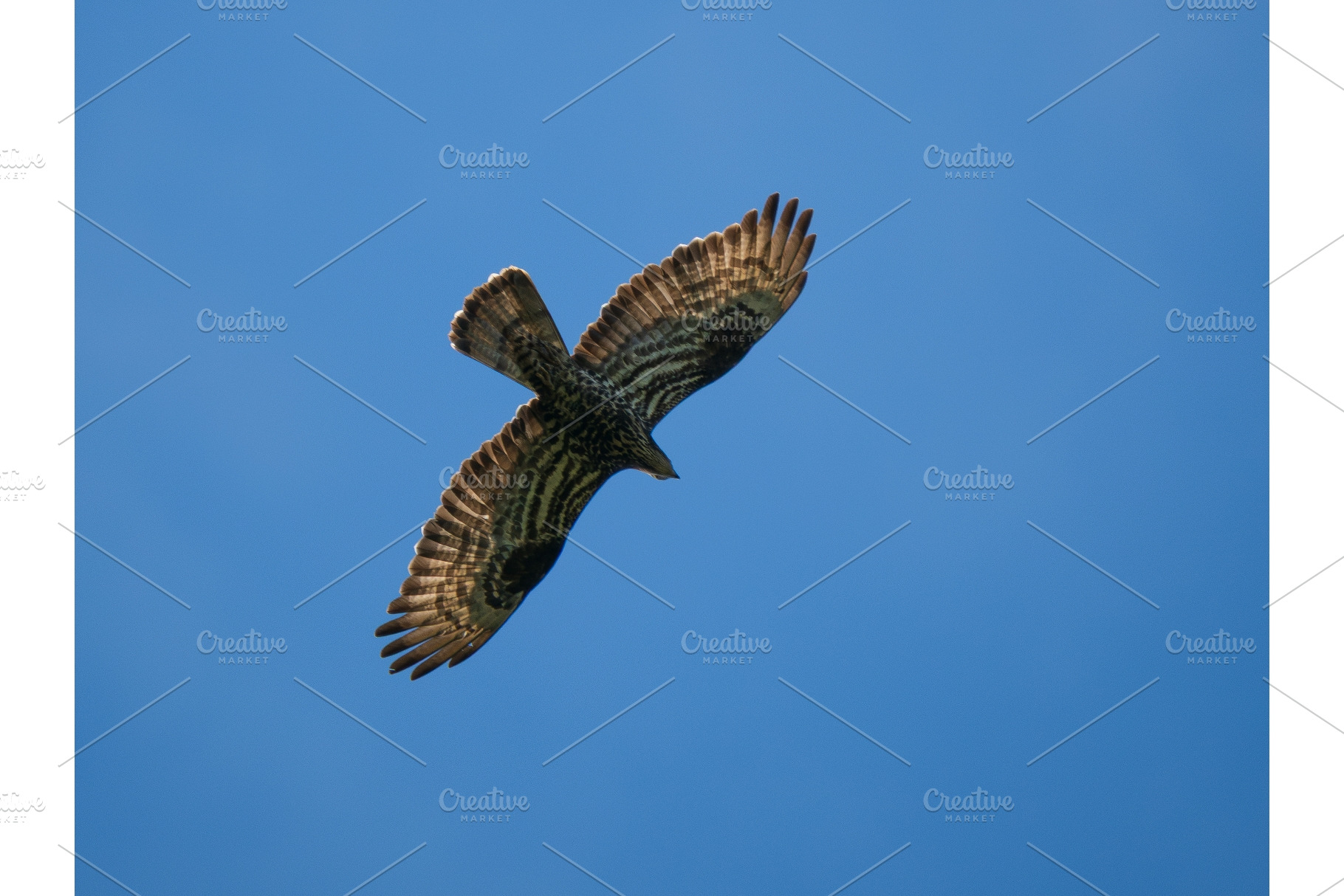 European honey buzzard Pernis, an Animal Photo by Fascinadora