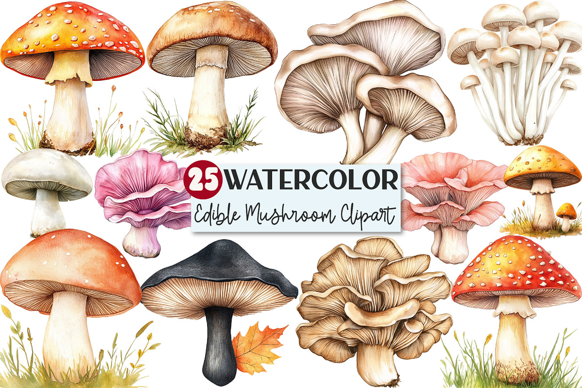 Watercolor Edible Mushroom Clipart, an Illustration by Rose Art (Photo 1 of 4)