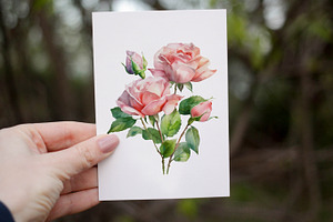 Pink Roses Watercolor Clipart. AI