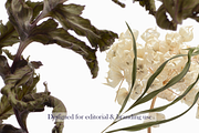 Airy Meadow Close Up Florals, an Object Graphic by Aga Silva (Thumbnail 4 of 6)