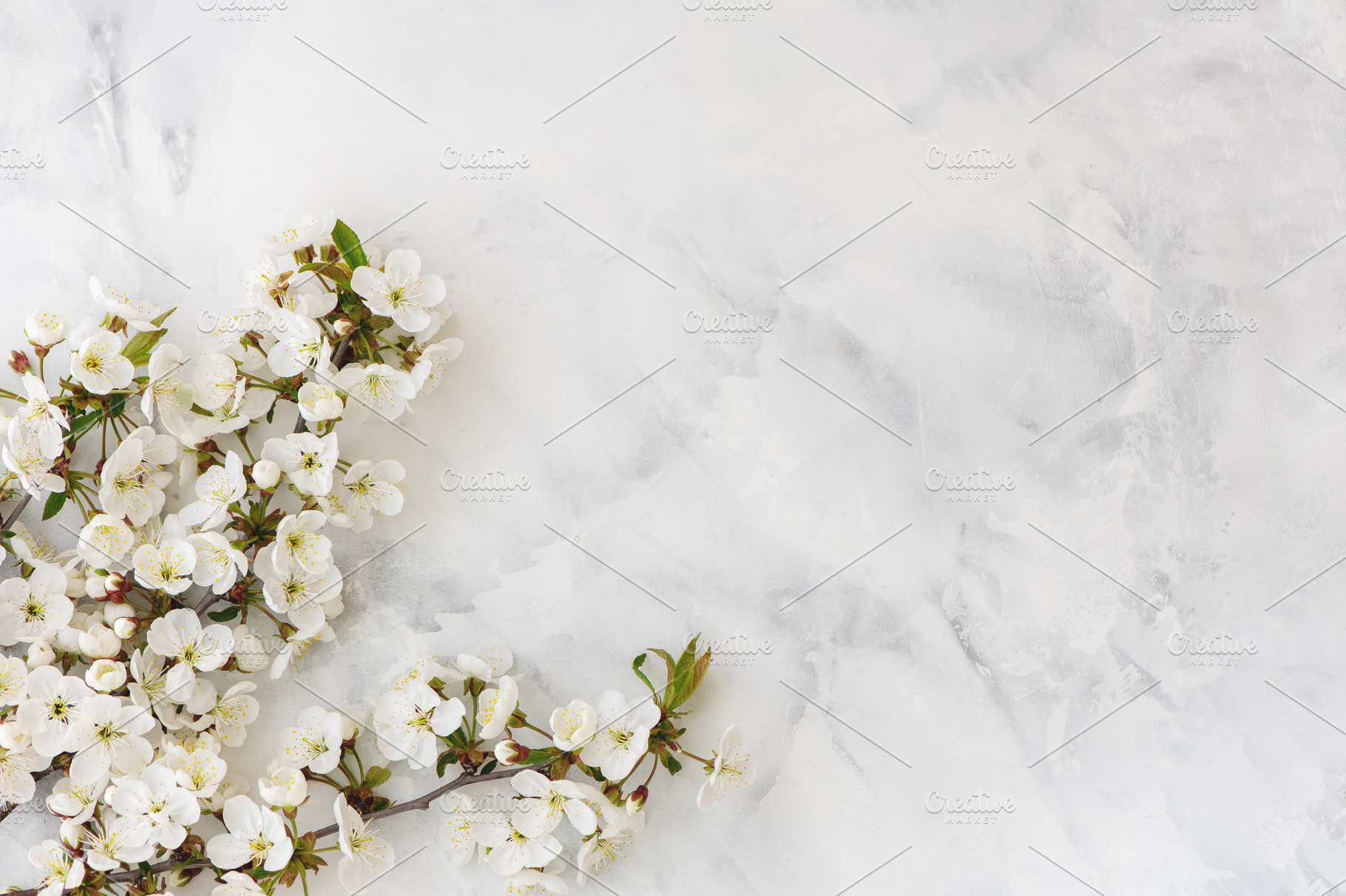 Spring cherry blossom on white stock photo containing cherry and white, a Nature Photo by Aliona Serzhanova