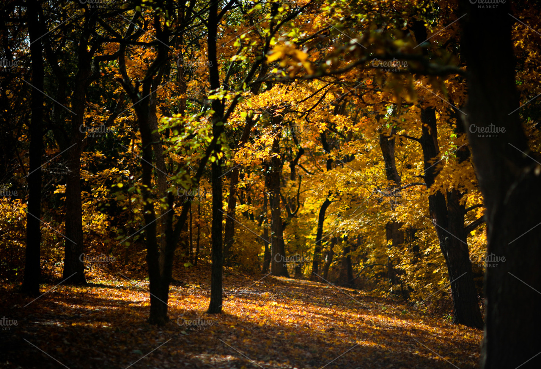 Golden Autumn Light, a Nature Photo by Mr Geoff