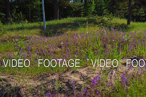 Butterflies Flying Over A Field Of