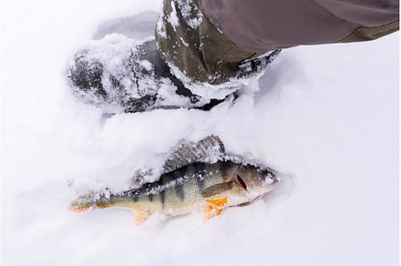 Caught fish common perch, European, an Animal Photo by darksoul72