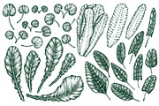 Green Salad Vector Collection, a Food Illustration by Lubov Illustrations Shop (Thumbnail 4 of 7)
