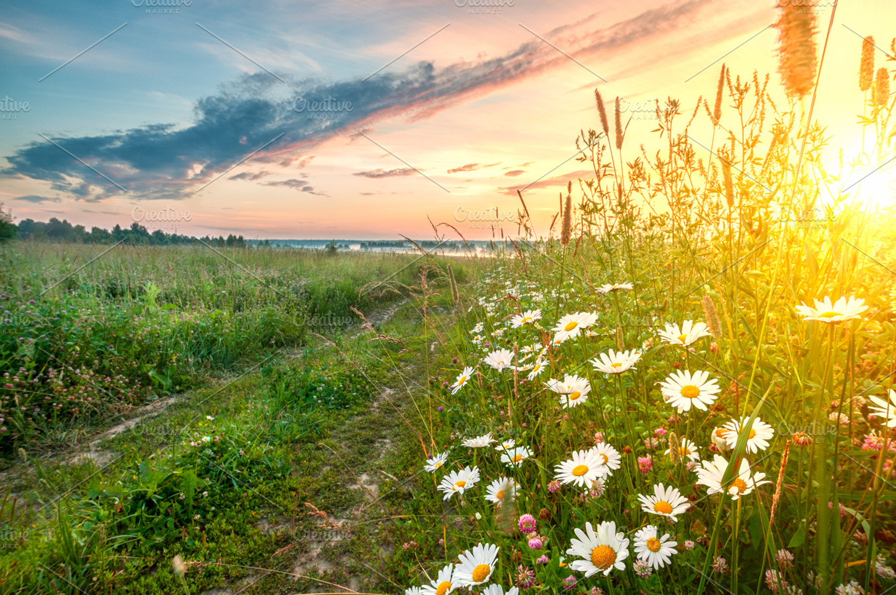 Early morning sunrise at field in summer, a Nature Photo by Edgieus