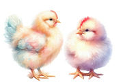 Watercolor Chicken clipart, an Illustration by Designworld (Thumbnail 4 of 6)