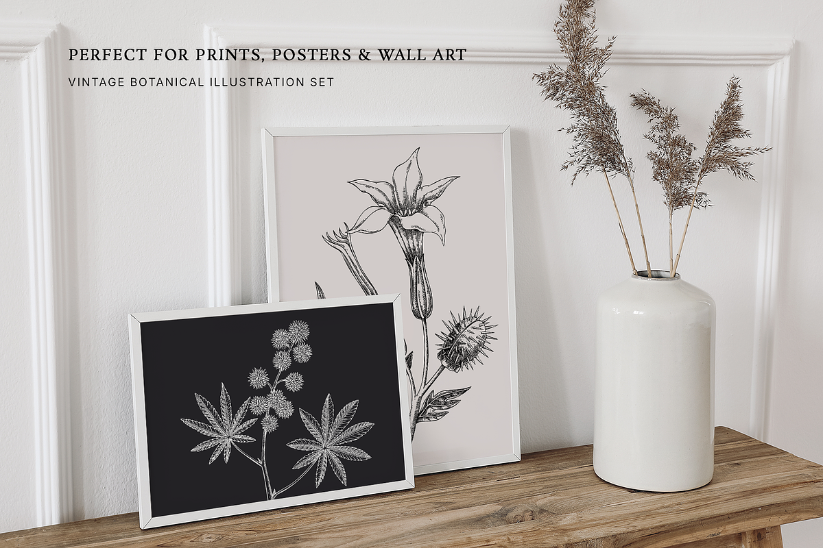 Poisonous Plant Vector Illustrations, an Object Graphic by Yevheniia (Photo 8 of 11)