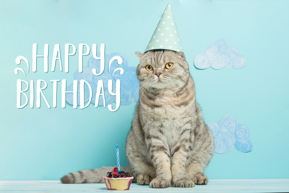 Cat's birthday greetings, an Animal Photo by AnStore (Photo 2 of 2)