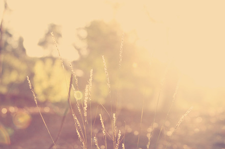 Nature background stock photo containing sun and filter preview 6