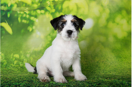 Jack Russell Terrier puppy broken, an Animal Photo by COLORFUL