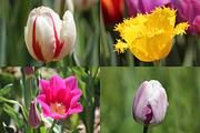 Spring Tulips - photo pack, a Templates & Theme by Cherry Picked Photos (Thumbnail 3 of 5)
