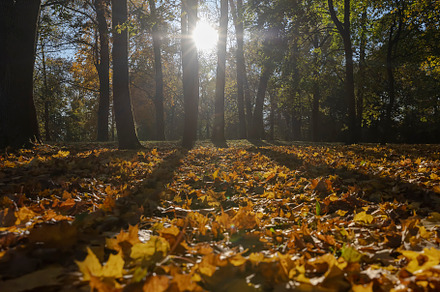 sunny day in the park during the autumn leaf fall, The sun illuminates the tree, a Photo by MyPhotos