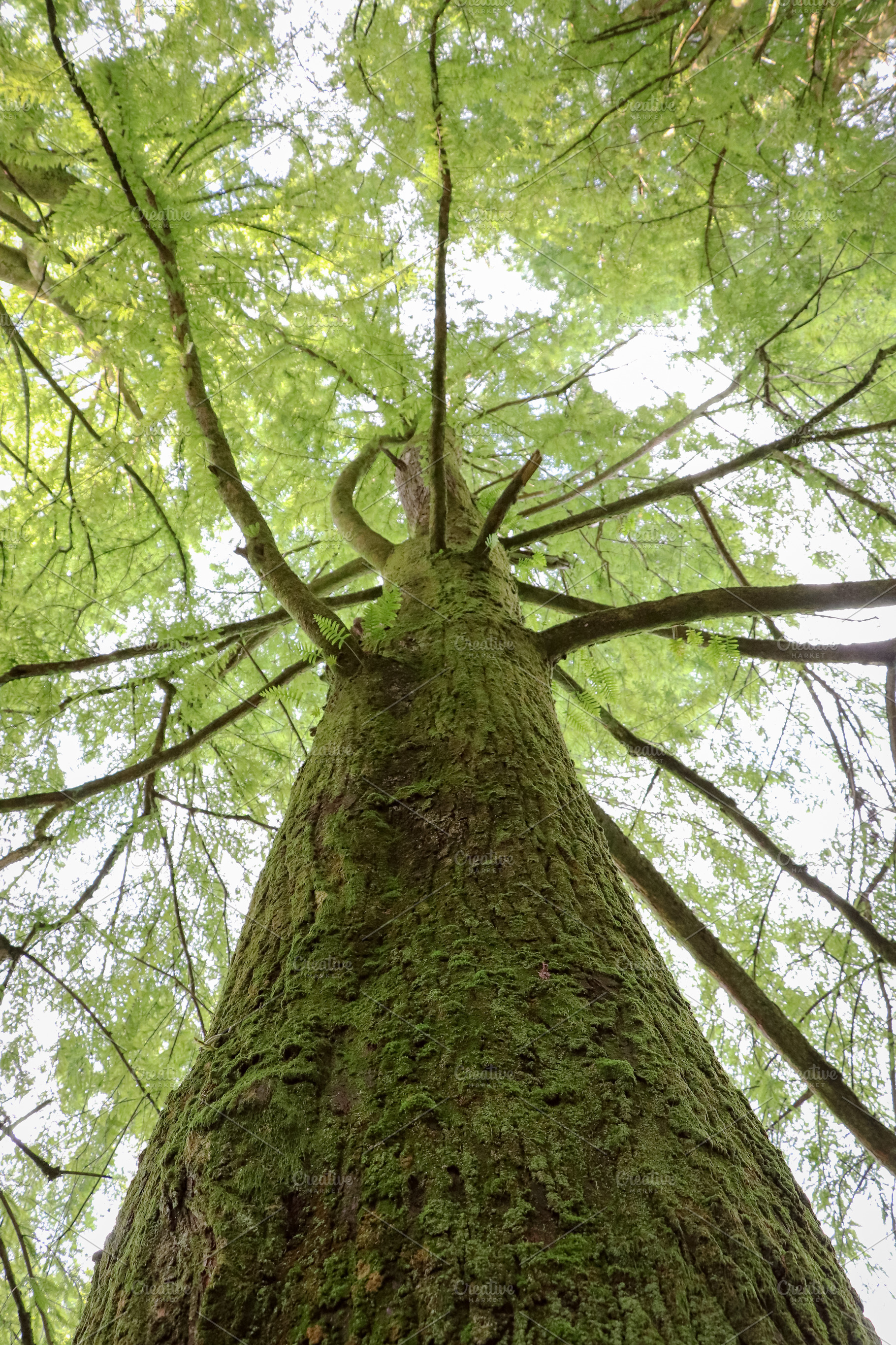 Detailed Eco photo of a tree trunk., a Nature Photo by Sir13