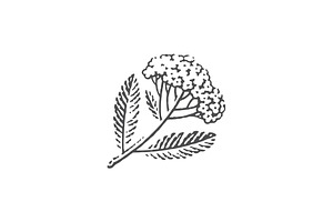 Yarrow in bloom