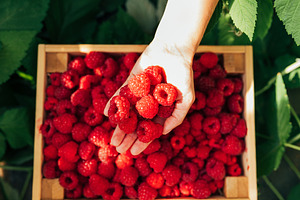 Shot from above on a female hand, a Food & Drink Photo by Artem Varnitsin