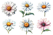 Watercolor Daisy Clipart Bundle, an Illustration by Daily.Designs (Thumbnail 5 of 5)