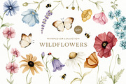Watercolor Botanical Wildflowers Set, a Decorative Illustration by Carol Lozove (Thumbnail 1 of 36)