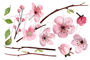 17 Watercolor Cherry Blossom ClipArt