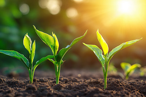 Young green plants sprout from soil, a Nature Photo by MistyDay