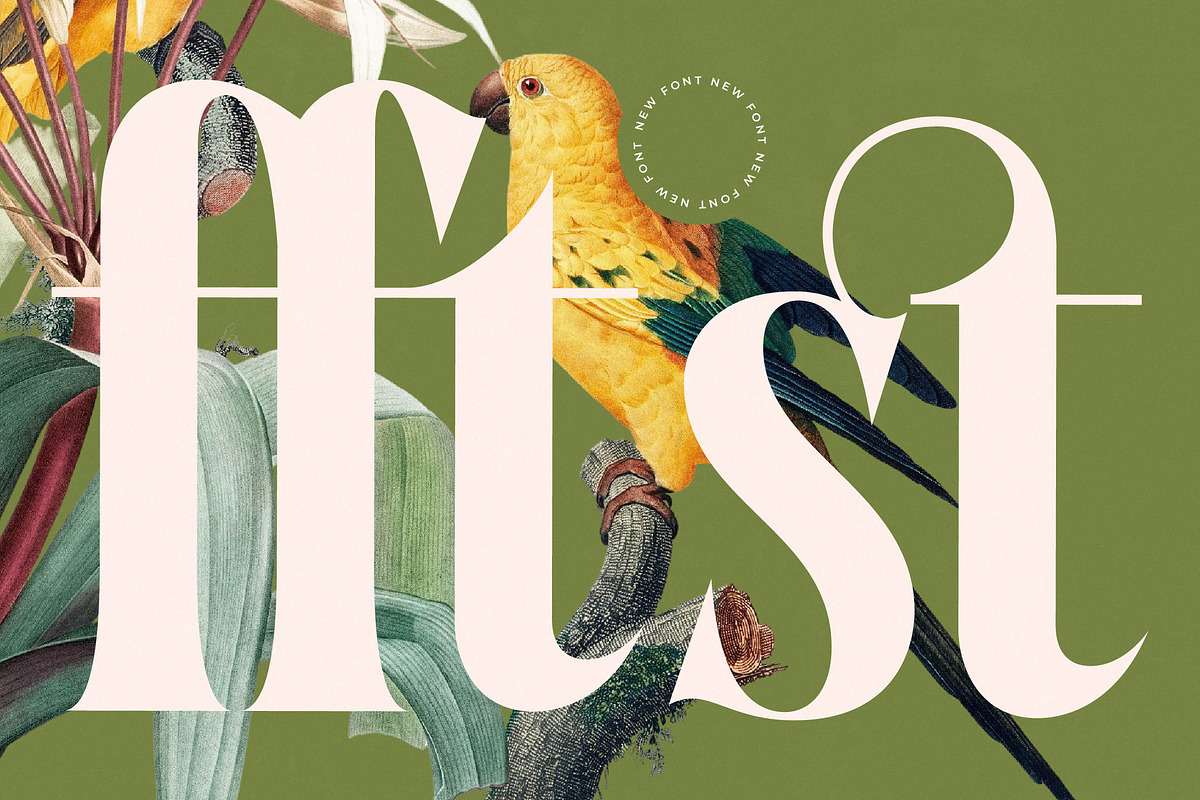 Qastife Elegant Display Serif, a Serif Font by timelesstype.co (Photo 11 of 20)