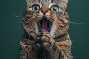 236 surprised animals, an Animal Photo by Handmadefont (Thumbnail 31 of 241)