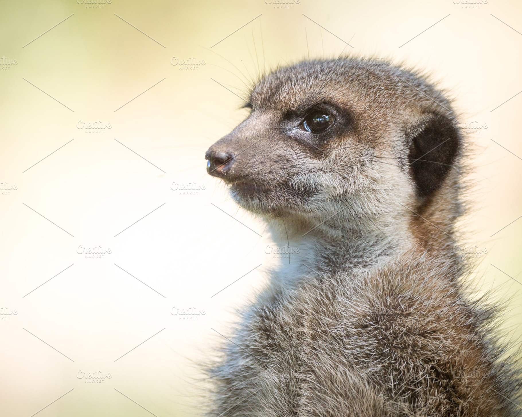 Mandake watching containing animal, nature, and fauna, an Animal Photo by Screeny's Photo Bucket