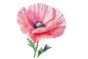 Corn Poppy Flower Bloom Clipart, an Illustration by Rose Art (Thumbnail 6 of 6)
