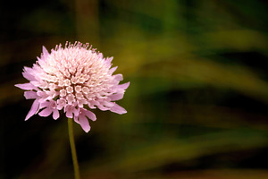 Delicate Pincushion Flower Blooming in Nature, an Abstract Photo by Antonio Gravante Market