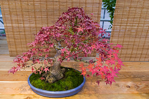 Bonsai tree   japanese maple featuring acer palmatum, acer, and palmatum