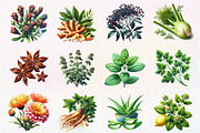 Watercolor Medicine Herbs Clipart, an Illustration by Dream Creation (Thumbnail 4 of 5)