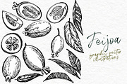 Feijoa Graphic & Watercolor clipart, a Food Illustration by Ann Astro (Thumbnail 5 of 10)