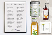 Herbal Apothecary Brand Kit, a Healthcare Illustration by AnitaPol (Thumbnail 6 of 18)