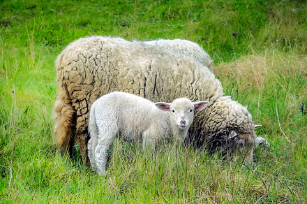 Mother sheep and her lamb in spring