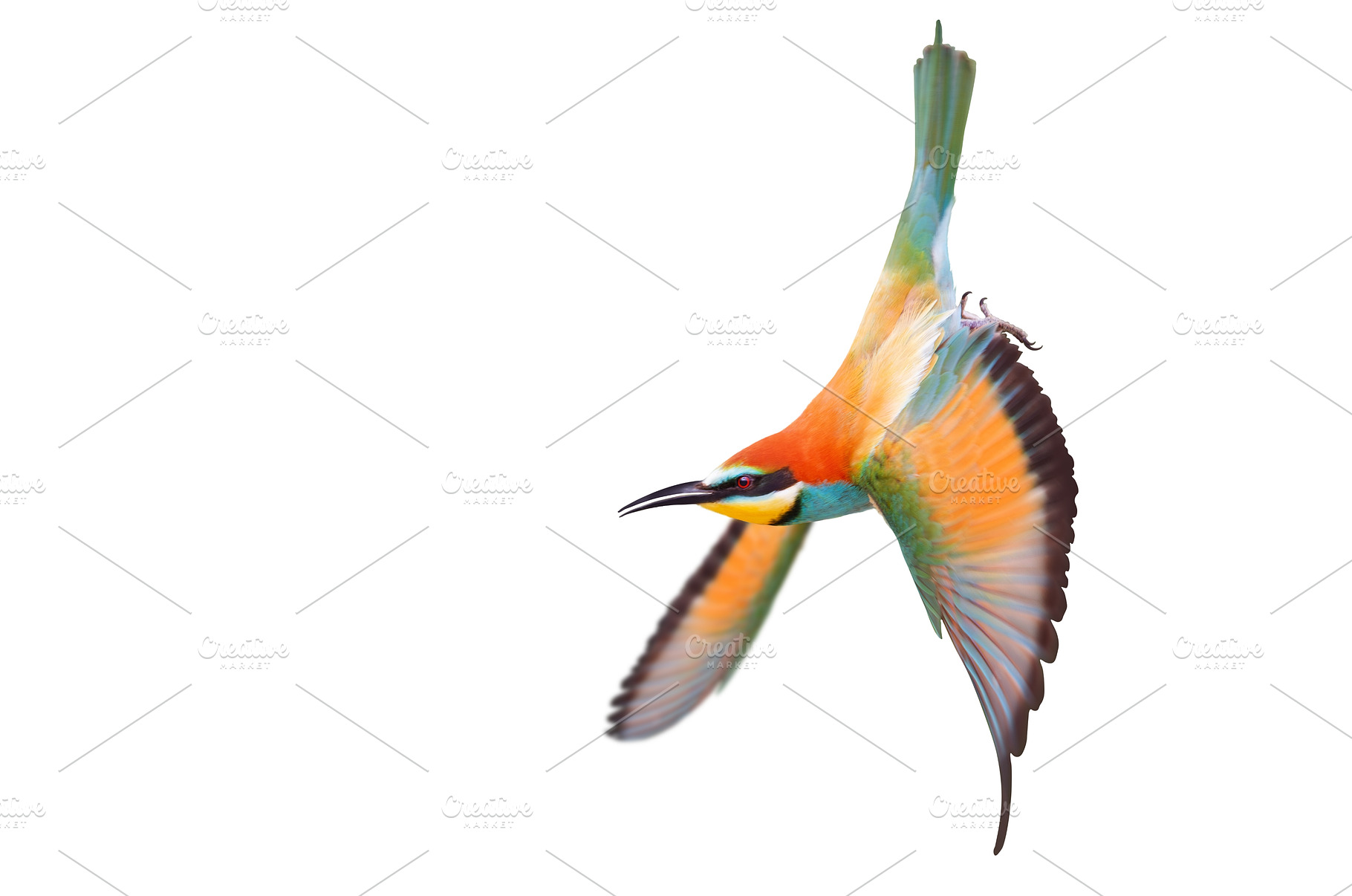 Exotic Bee-eater bird Merops, an Animal Photo by Pakosta