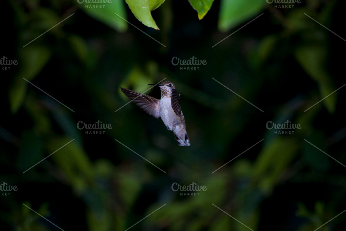 Hummingbird Stock Bundle, an Animal Photo by r.r.palacios (Photo 3 of 7)