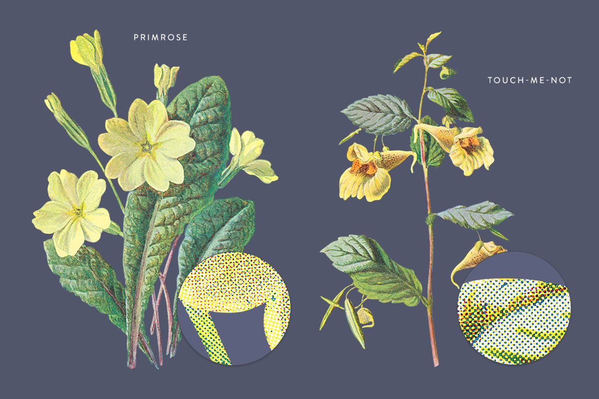 Vintage Flowers Vol.03 - Extra Large, an Illustration by Greta Ivy (Photo 5 of 15)