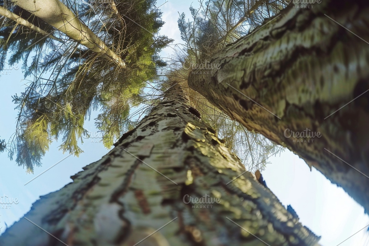 98 Trees view from below, a Nature Photo by Handmadefont (Photo 90 of 98)